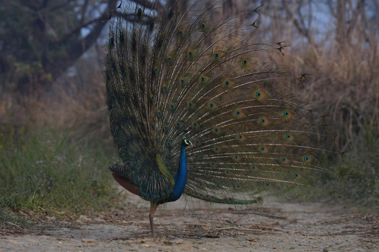 Eden jungle resort Sauraha Exterior foto