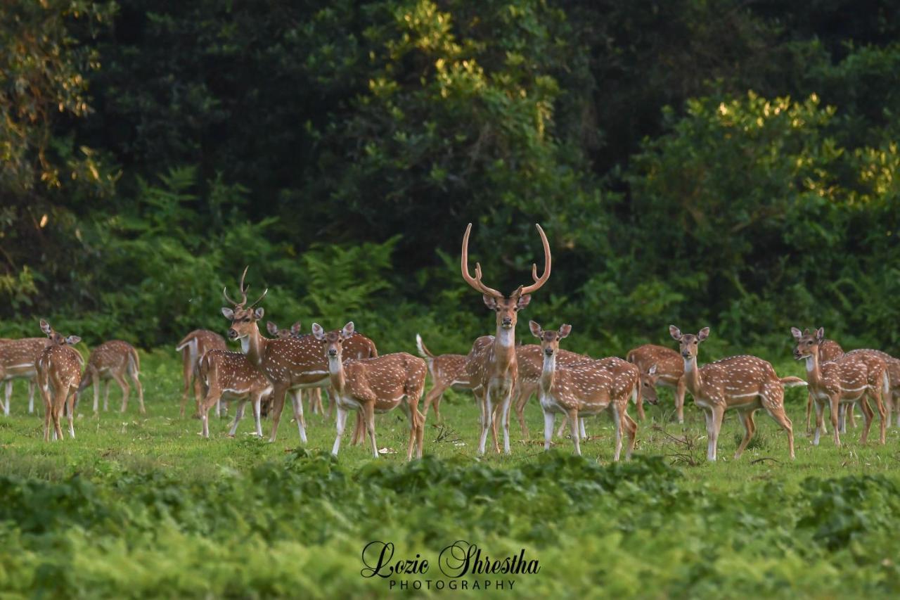 Eden jungle resort Sauraha Exterior foto