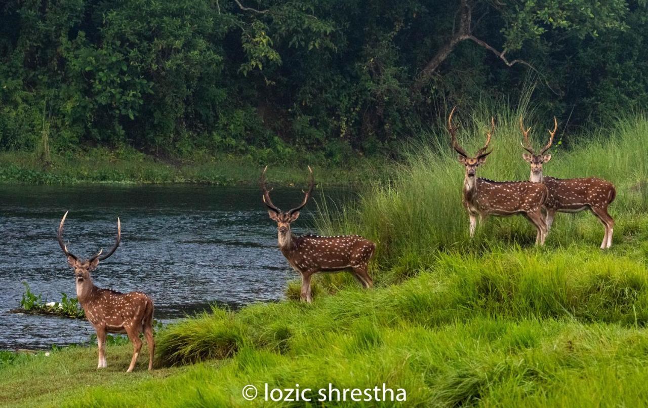 Eden jungle resort Sauraha Exterior foto