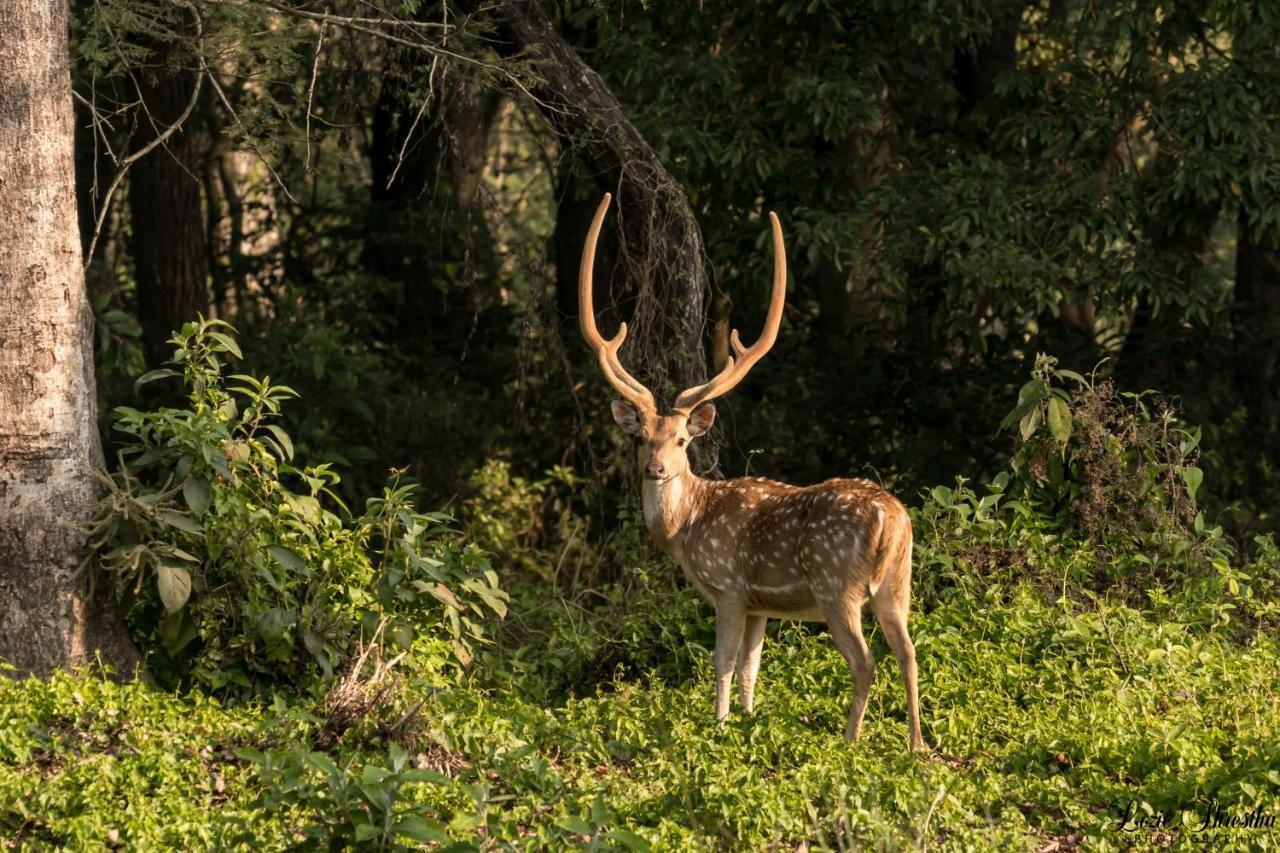 Eden jungle resort Sauraha Exterior foto