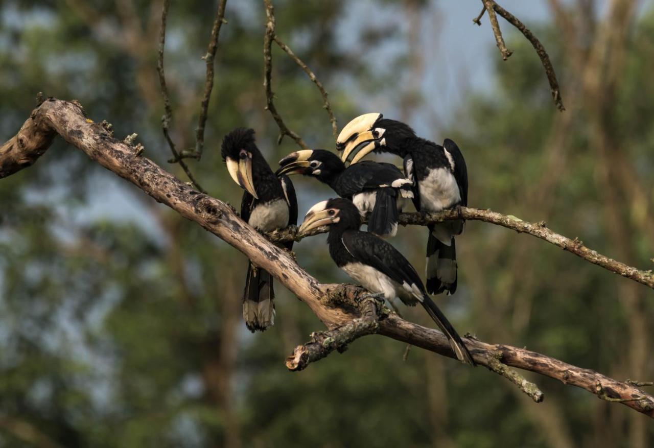 Eden jungle resort Sauraha Exterior foto